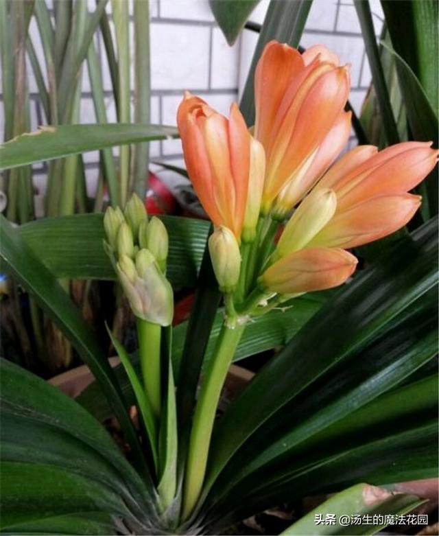 君子兰花期养护3要点，花苞不容易落，花色更红颜