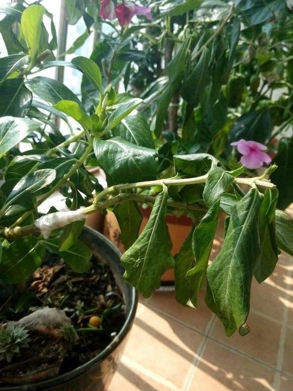 盆栽长春花一晒太阳叶子就打蔫？3个原因，解决起来不难