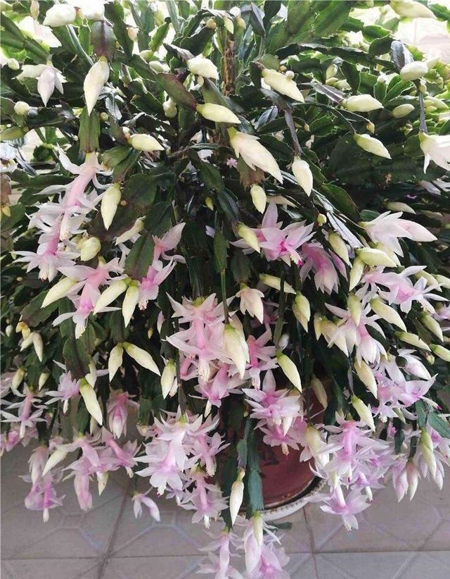 蟹爪兰怎么施肥？这“2个时间”给肥，三天两头开花，鲜艳开爆棚
