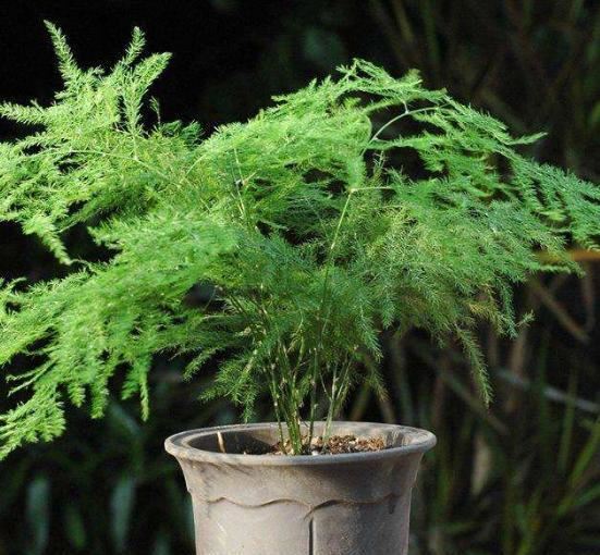 室内光照弱？首选4种植物，光照少反而长得旺，学生党都能养好