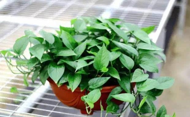 室内光照弱？首选4种植物，光照少反而长得旺，学生党都能养好