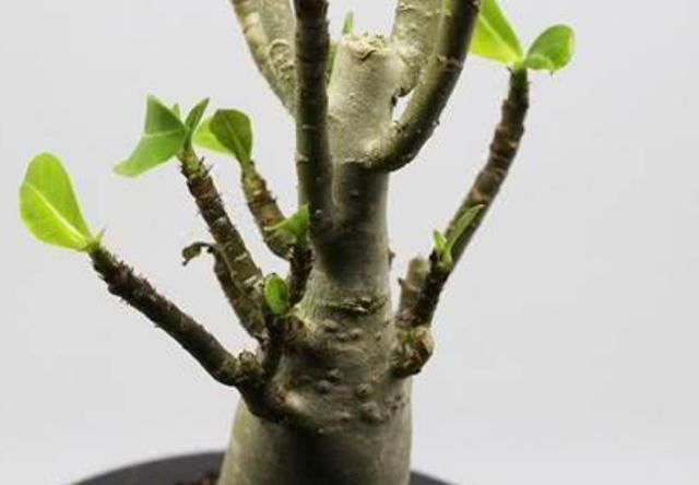 沙漠玫瑰叶子掉光，春天还能恢复生长吗？不同情况区别对待