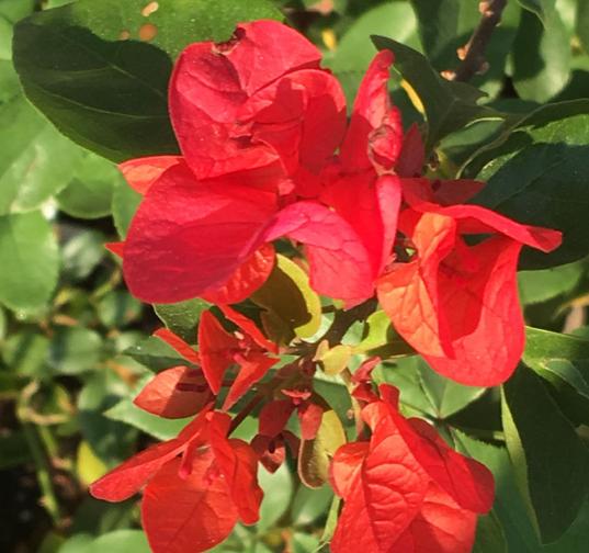 开春暖和后，给这6种花埋点大补肥，叶子肥厚开花旺