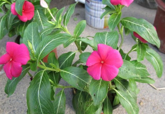 盆栽长春花一晒太阳叶子就打蔫？3个原因，解决起来不难