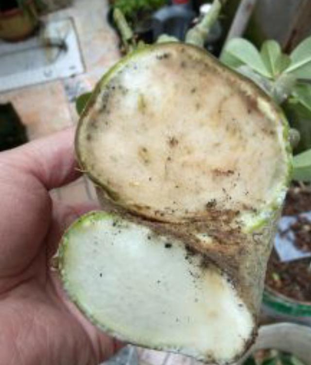 沙漠玫瑰叶子掉光，春天还能恢复生长吗？不同情况区别对待