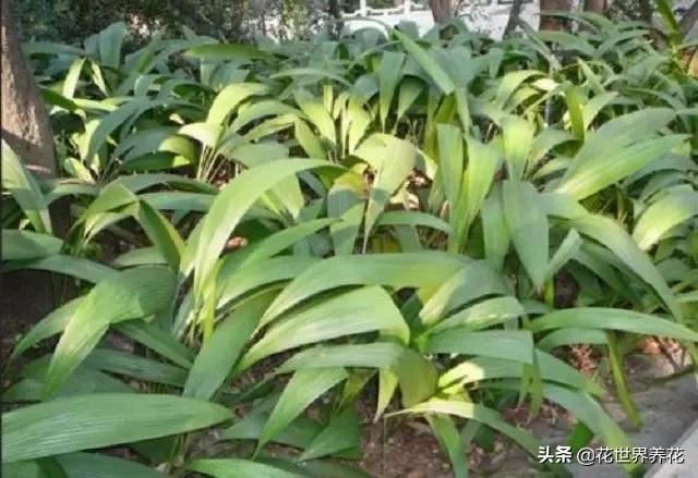 家有兰花，雅致美观，推荐大家养护一叶兰，外形奇异比月季还美