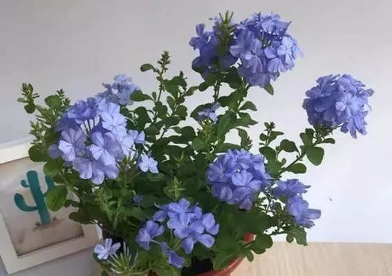花盆里的土“变少”？直接“填土”易烂根，教你3个实用小方法