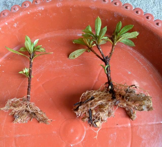 扦插杜鹃花生根快而且根系易爆盆的植料你知道吗？比鹿沼土还要好