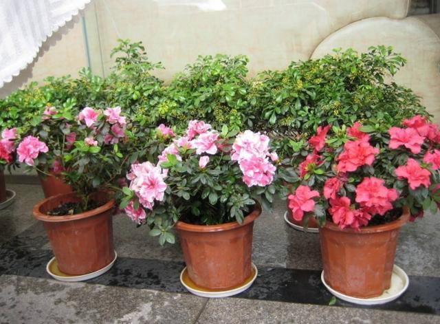 4种花卉爱吃酸，在北方盆栽加点"醋水"，植株越长越旺盛