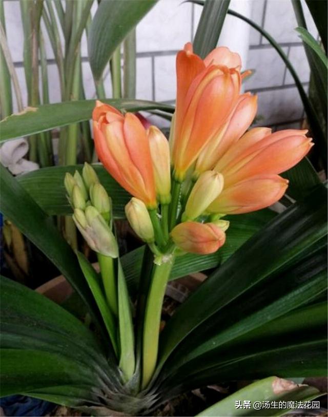 君子兰花期养护3要点，花苞不容易落，花色更红颜