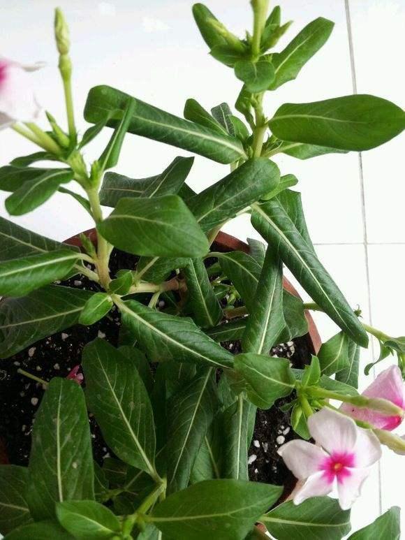 盆栽长春花一晒太阳叶子就打蔫？3个原因，解决起来不难