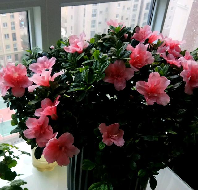 扦插杜鹃花生根快而且根系易爆盆的植料你知道吗？比鹿沼土还要好
