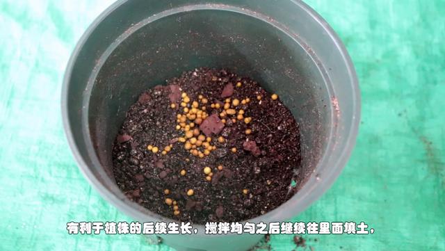 茉莉花生根移栽很简单，注意几个小窍门，长势快，明年就是一大盆