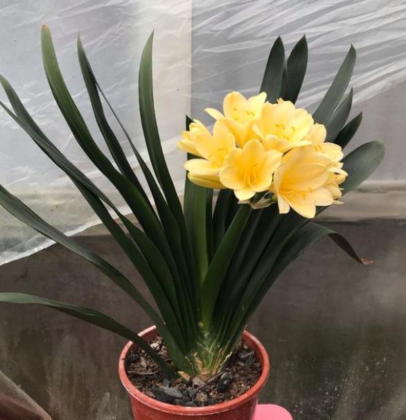 想让君子兰开花，达到几个“小条件”，蹭蹭窜花苞，开花不夹剑