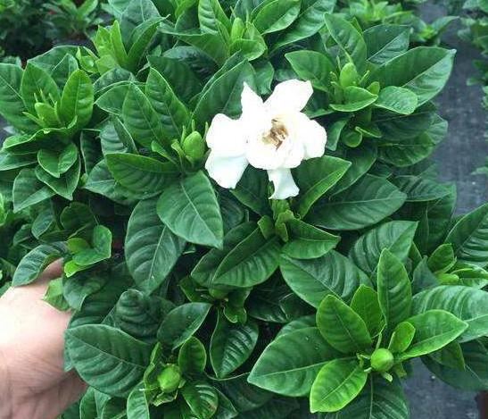 如何让栀子花顺利越冬？北方盆栽得做好4点，方能早日春化