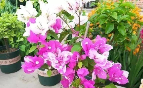 花盆里的土“变少”？直接“填土”易烂根，教你3个实用小方法