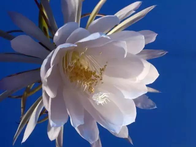 昙花应该如何养，超详细教程