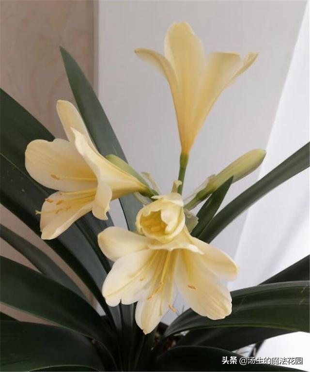 君子兰花期养护3要点，花苞不容易落，花色更红颜