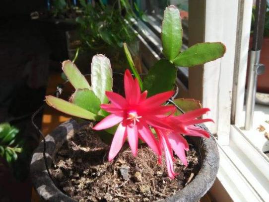 开春暖和后，给这6种花埋点大补肥，叶子肥厚开花旺