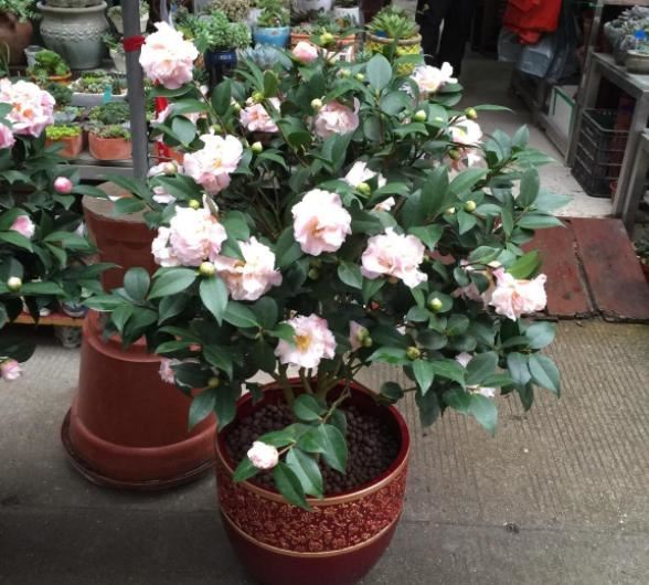4种花卉爱吃酸，在北方盆栽加点"醋水"，植株越长越旺盛