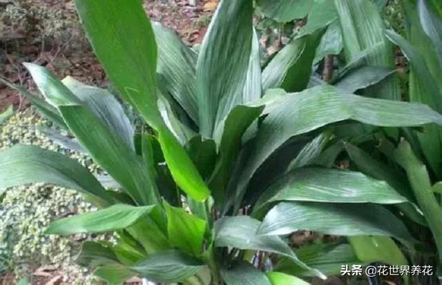 家有兰花，雅致美观，推荐大家养护一叶兰，外形奇异比月季还美