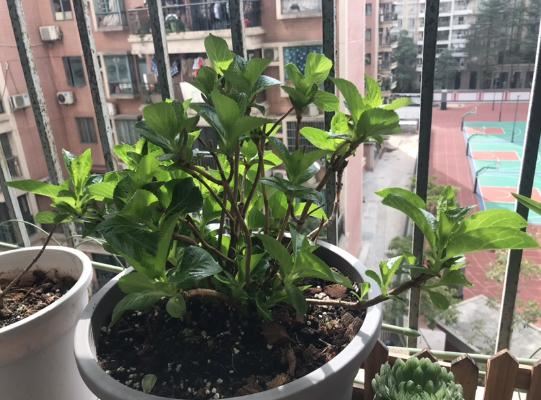 开春暖和后，给这6种花埋点大补肥，叶子肥厚开花旺
