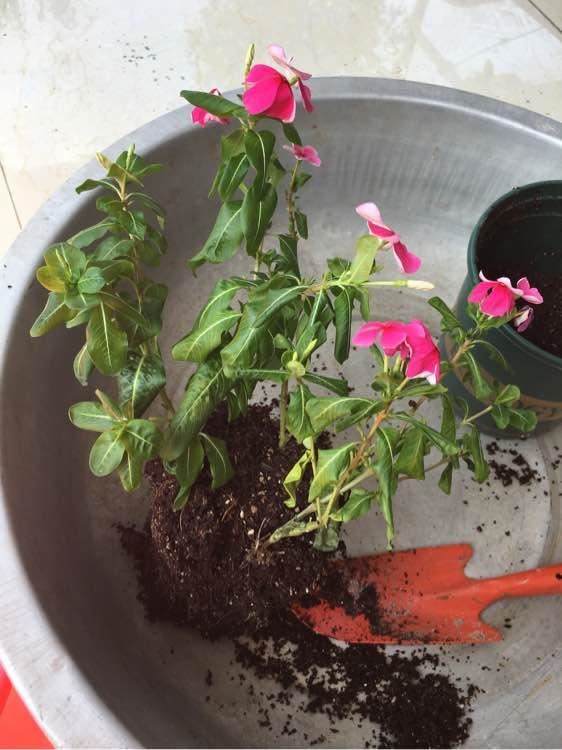 盆栽长春花一晒太阳叶子就打蔫？3个原因，解决起来不难