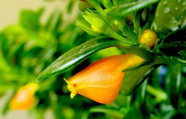 金鱼吊兰落叶严重不爱开花？这样养试试，枝繁叶茂，“金鱼”满枝！