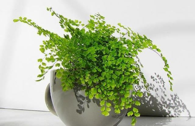 室内光照弱？首选4种植物，光照少反而长得旺，学生党都能养好