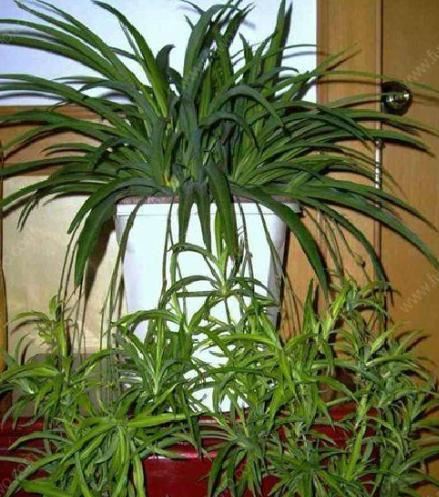 室内光照弱？首选4种植物，光照少反而长得旺，学生党都能养好