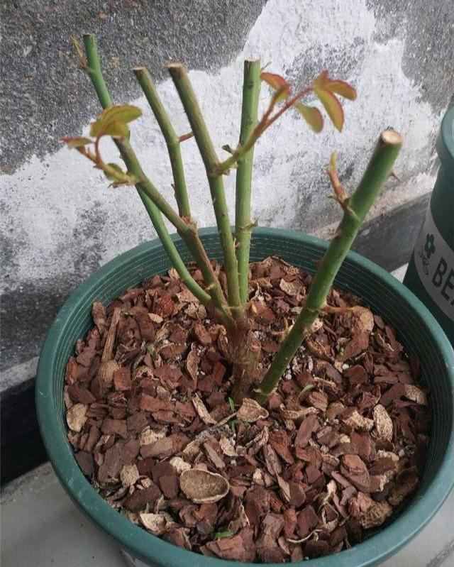 花生壳养花必知，怎么使用，用量多少都在这儿
