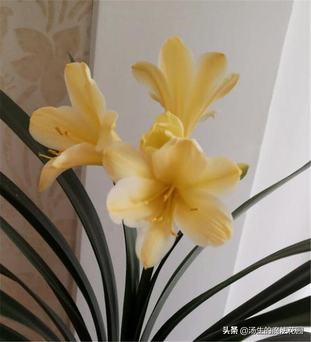 君子兰花期养护3要点，花苞不容易落，花色更红颜