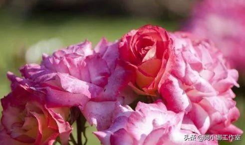 花卉市场的花卉开得很艳，为什么买回来却很难养活？秘诀在这里