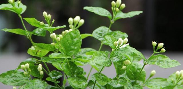 茉莉花生根移栽很简单，注意几个小窍门，长势快，明年就是一大盆