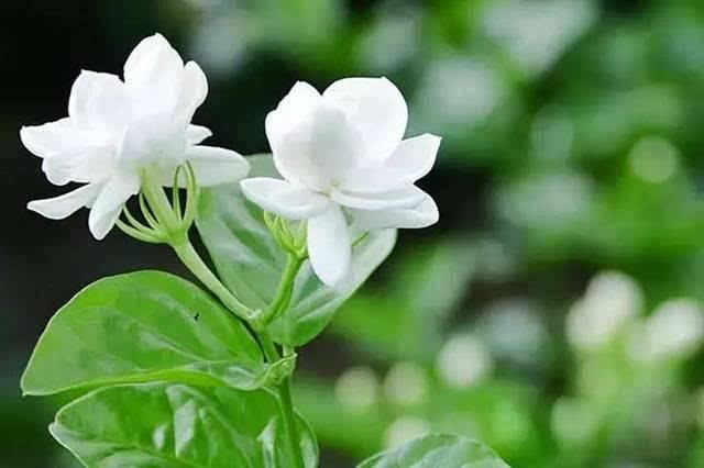 茉莉花生根移栽很简单，注意几个小窍门，长势快，明年就是一大盆