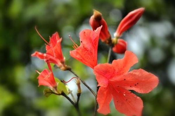 这3种花“大水”是养护大忌，很容易积水烂根，没几天掉苞黄叶