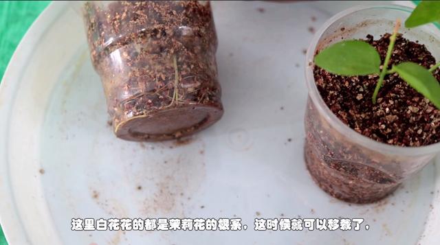 茉莉花生根移栽很简单，注意几个小窍门，长势快，明年就是一大盆
