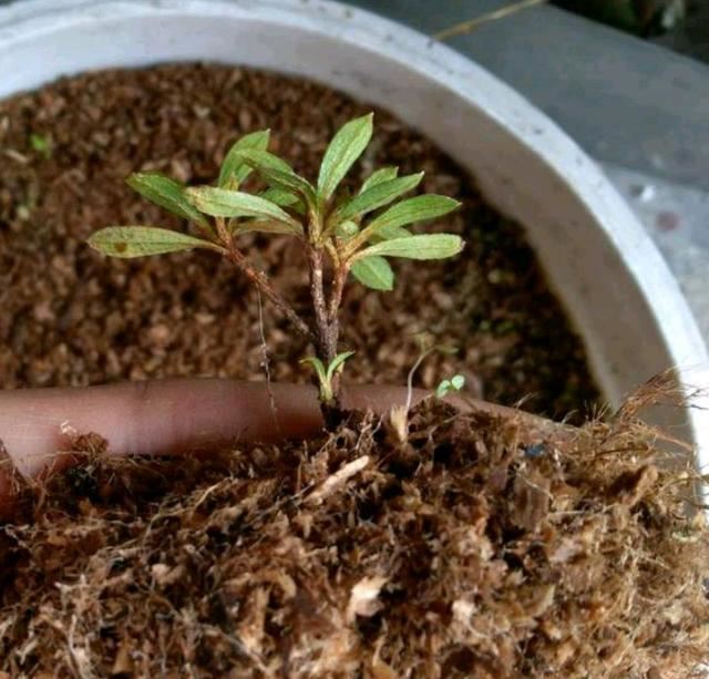 扦插杜鹃花生根快而且根系易爆盆的植料你知道吗？比鹿沼土还要好
