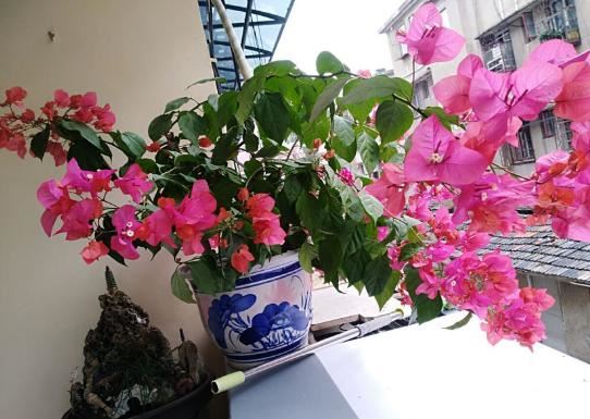 开春暖和后，给这6种花埋点大补肥，叶子肥厚开花旺