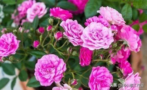 花卉市场的花卉开得很艳，为什么买回来却很难养活？秘诀在这里