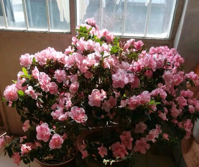 扦插杜鹃花生根快而且根系易爆盆的植料你知道吗？比鹿沼土还要好