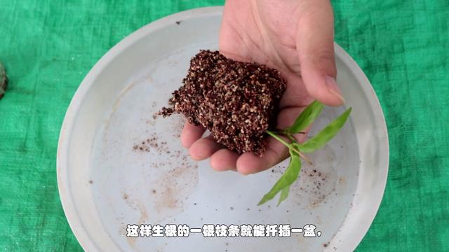 茉莉花生根移栽很简单，注意几个小窍门，长势快，明年就是一大盆