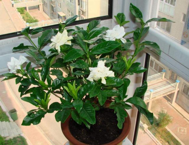 4种花卉爱吃酸，在北方盆栽加点"醋水"，植株越长越旺盛