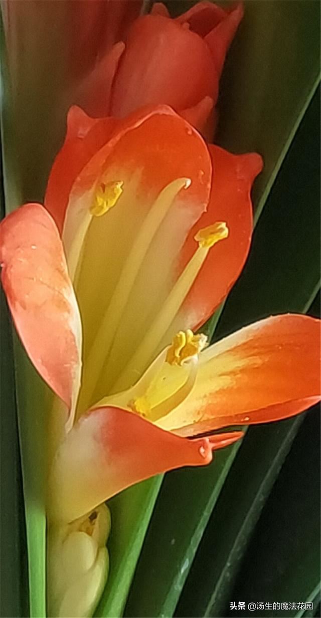 君子兰花期养护3要点，花苞不容易落，花色更红颜