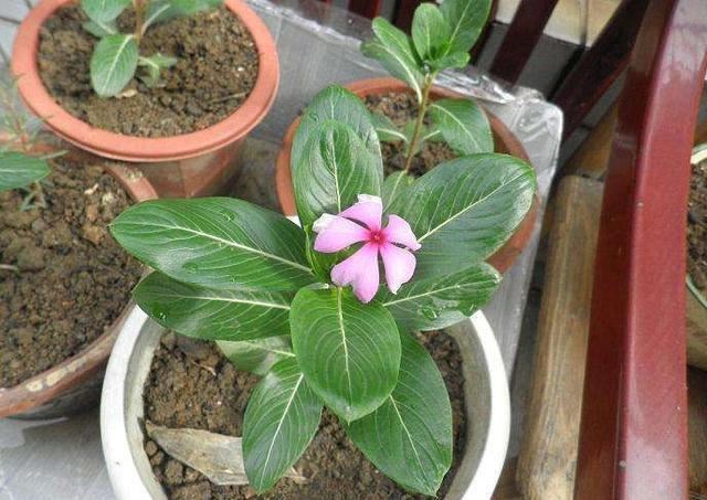 盆栽长春花一晒太阳叶子就打蔫？3个原因，解决起来不难