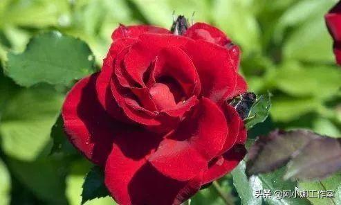 花卉市场的花卉开得很艳，为什么买回来却很难养活？秘诀在这里