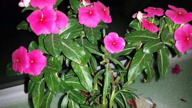 盆栽长春花一晒太阳叶子就打蔫？3个原因，解决起来不难