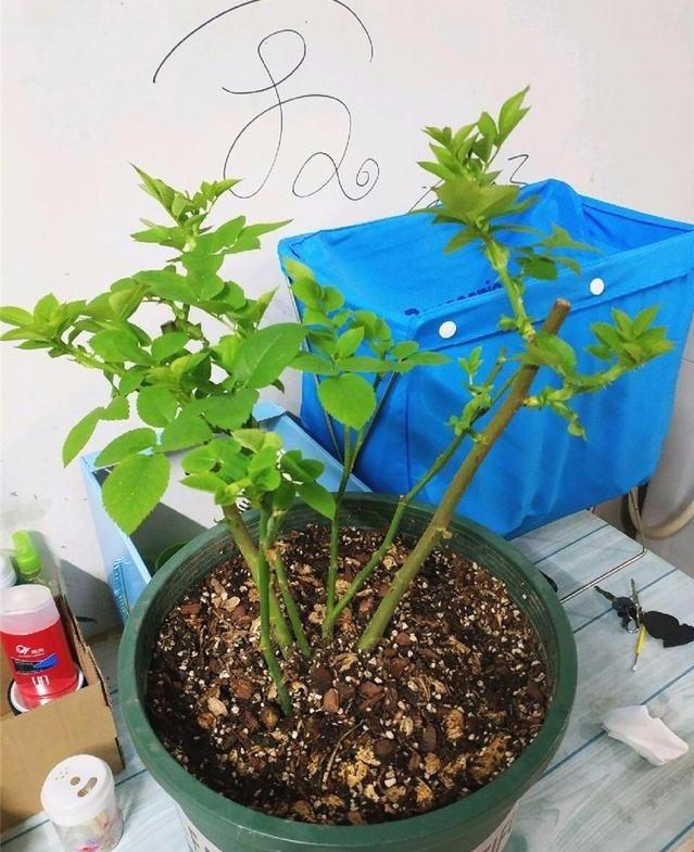 花生壳养花必知，怎么使用，用量多少都在这儿