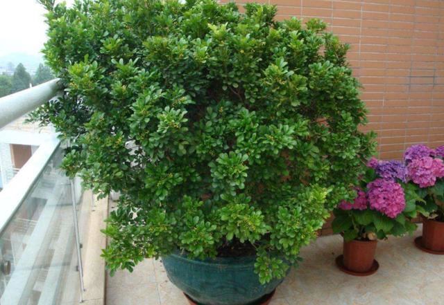 4种花卉爱吃酸，在北方盆栽加点"醋水"，植株越长越旺盛