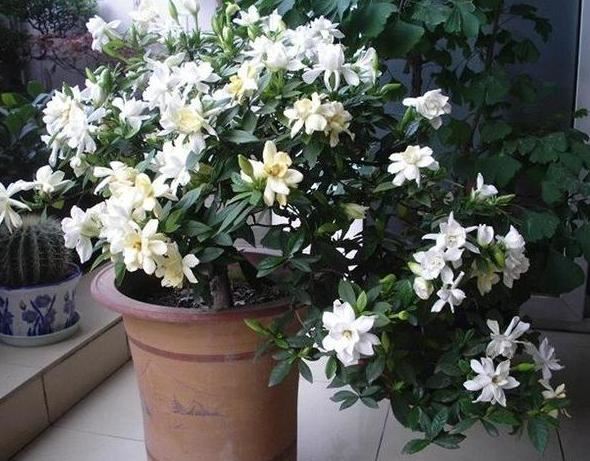如何让栀子花顺利越冬？北方盆栽得做好4点，方能早日春化